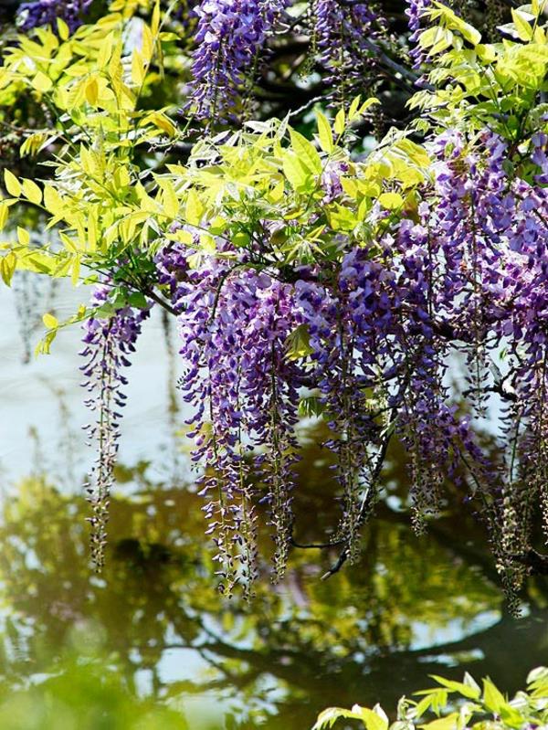 top jardin questions réponses fleurs violet arbre