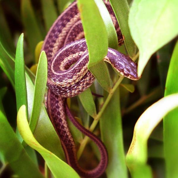 top jardin questions réponses fleurs serpents