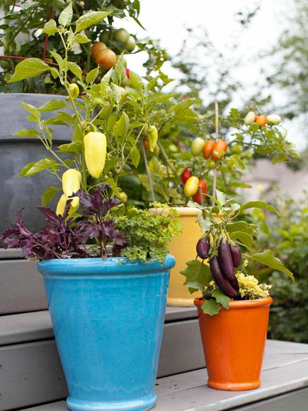 top jardin questions réponse fleurs tomate pot