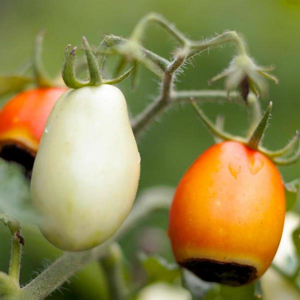 top questions sur le jardin réponses tomates tache noire