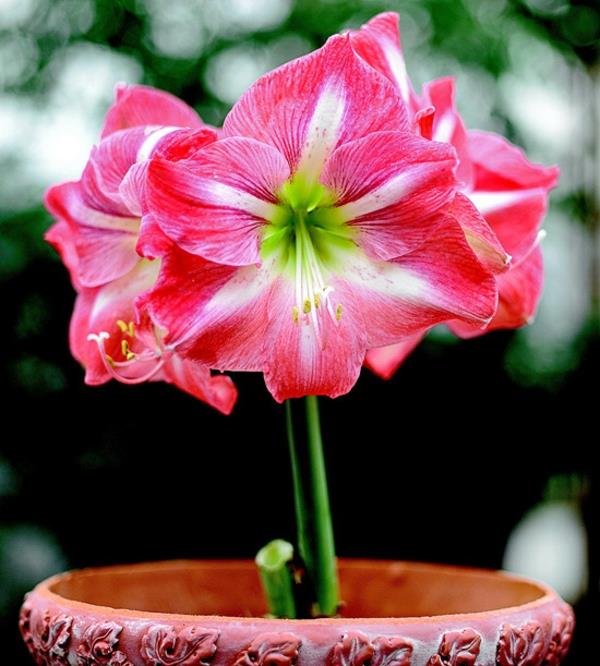 plantes d'intérieur en pot amaryllis à fleurs