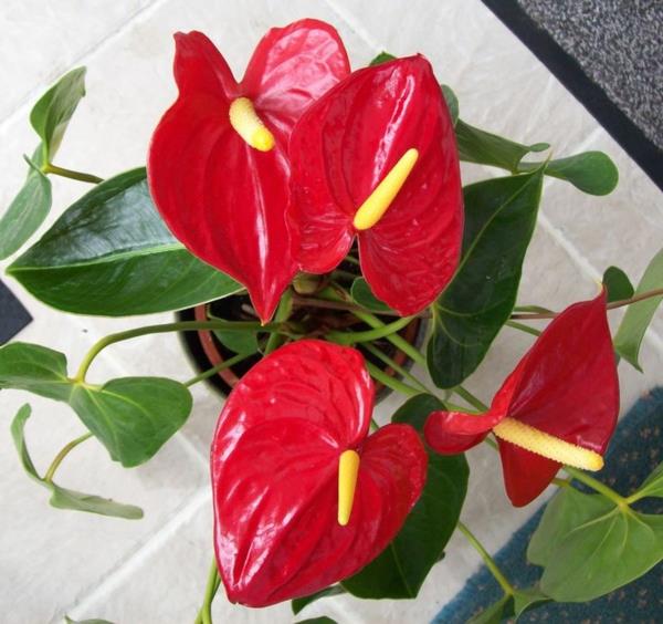plantes d'intérieur en pot floraison Anthurium