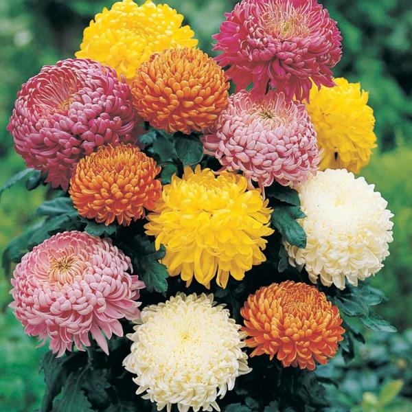 plantes d'intérieur en pot chrysanthèmes en fleurs idées de décoration colorées