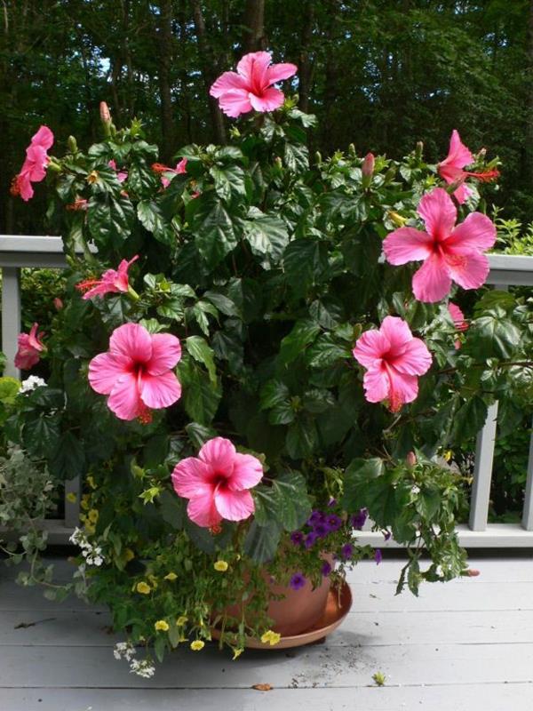 plantes d'intérieur en pot hibiscus en fleurs plantes de balcon