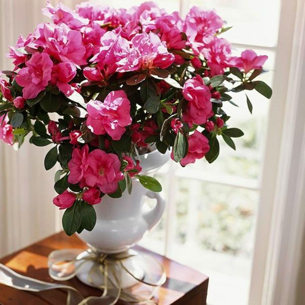 plantes d'intérieur en pot azalée à fleurs