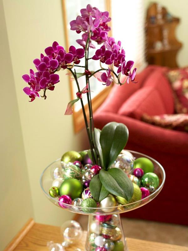 plantes d'intérieur en pot orchidée en fleurs décoration de noël