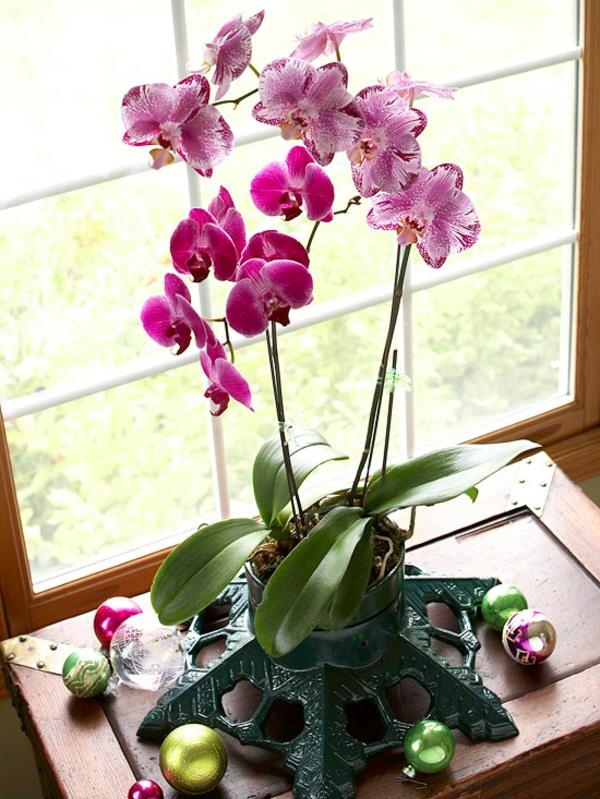 doniczkowe rośliny domowe kwitnąca orchidea