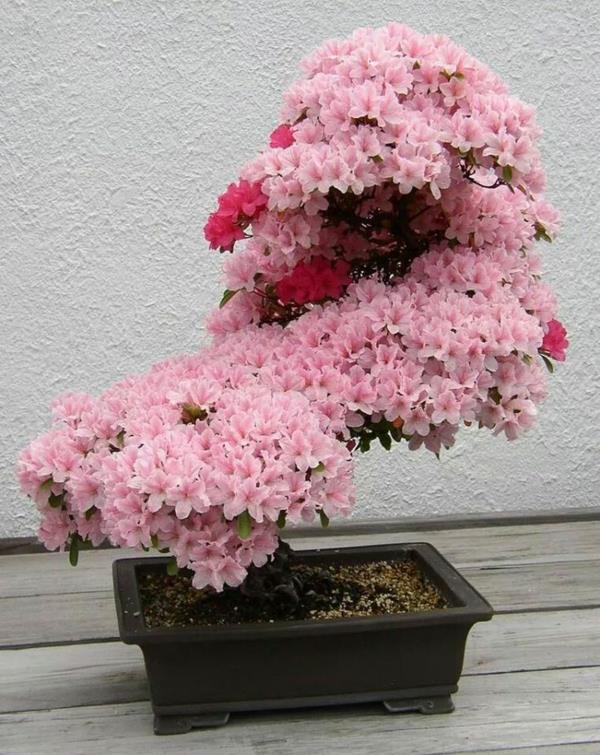 plantes d'intérieur en pot fleurs roses