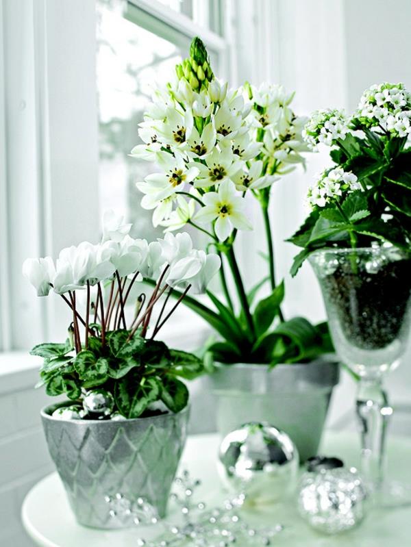 plantes en pot plantes d'intérieur en fleurs blanc chaton flamboyant cyclamen
