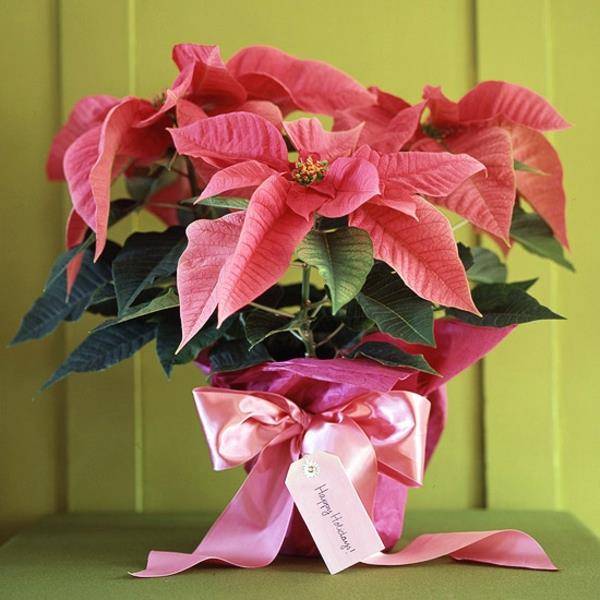 plantes d'intérieur en pot poinsettia en fleurs