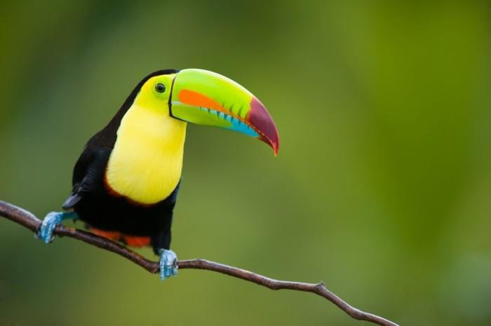 forêt tropicale du toucan