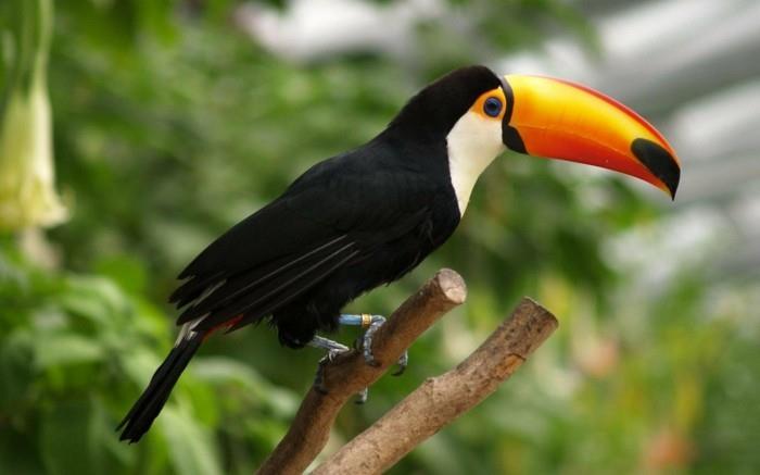 oiseau toucan