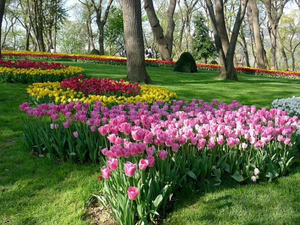 tulipany zdjęcia różowy przetarg łąka park emirgan