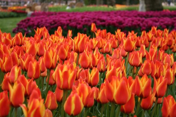 tulipany zdjęcia turcja emirgan park festiwal
