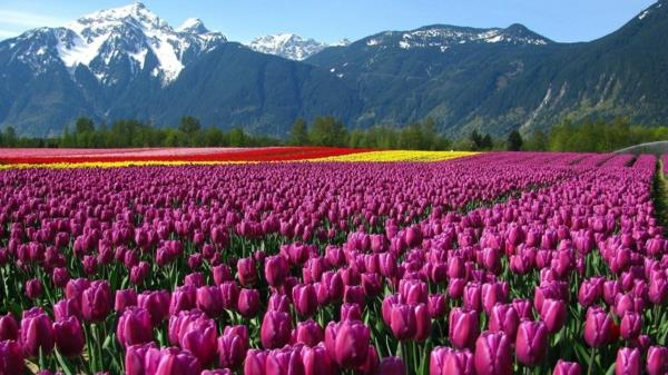 tulipany zdjęcia turcja pola góry