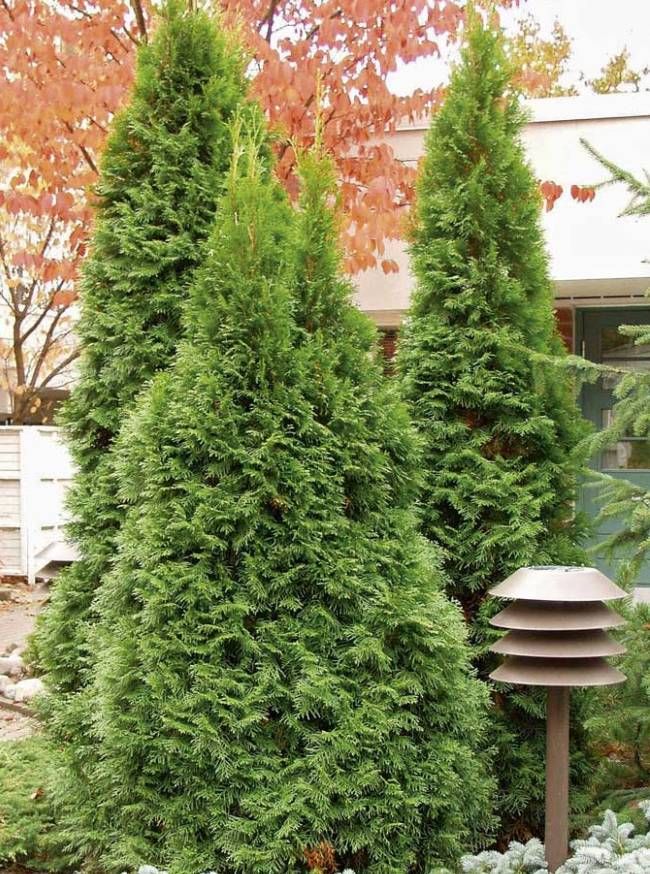 Thuja Brabant dorůstá výšky až 5 metrů