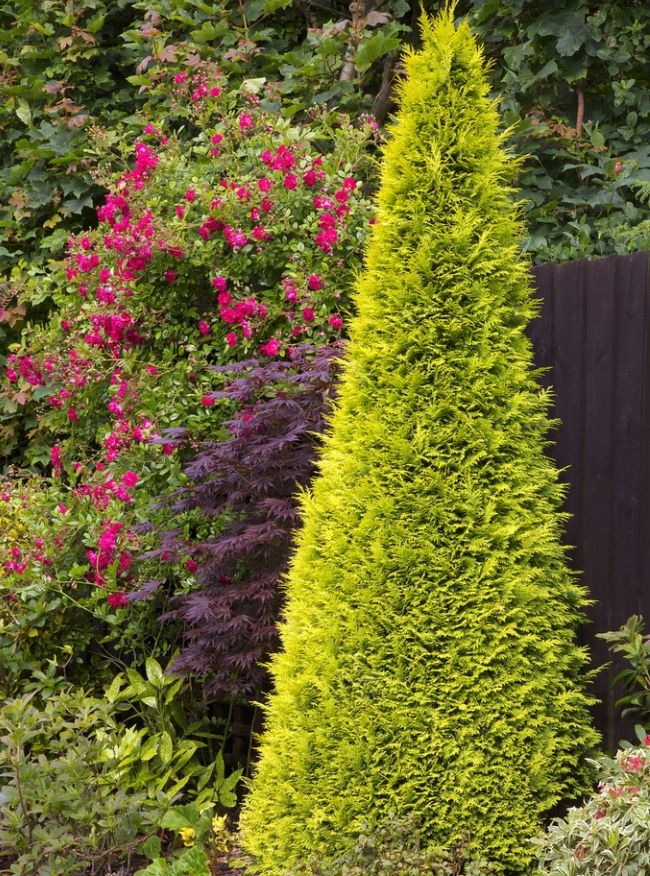 Thuja Smaragd má tvar pyramidy