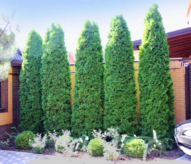 Thuja Columna ideální pro vytvoření živého plotu