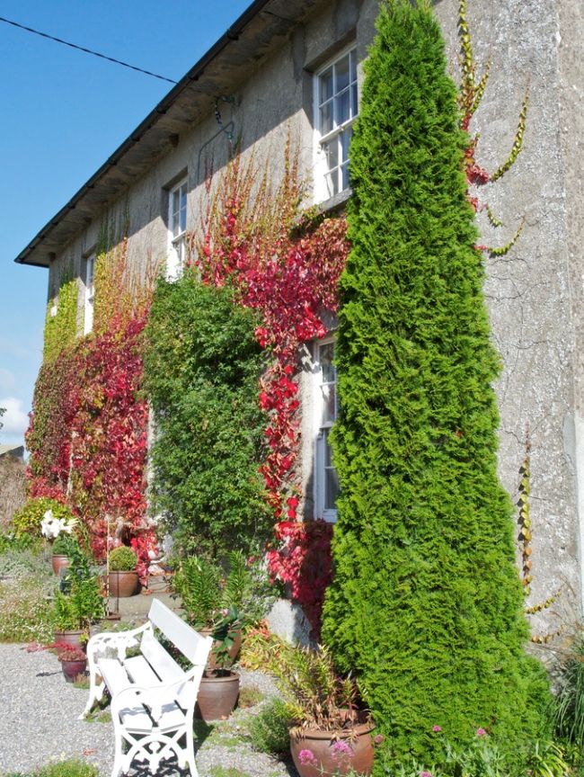 Strom thuja je třeba pravidelně krmit