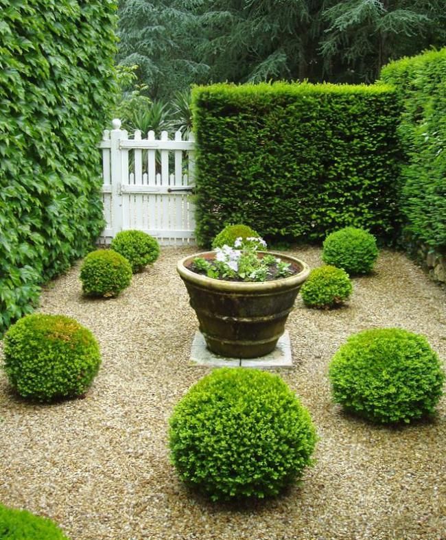 Thuja, stříhaná na živé ploty a ve formě koulí