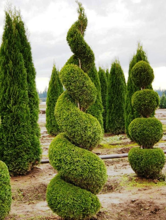 Spirálové kreativní prořezávání thuja