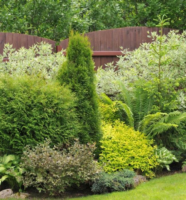 Thuja jde dobře s jinými rostlinami