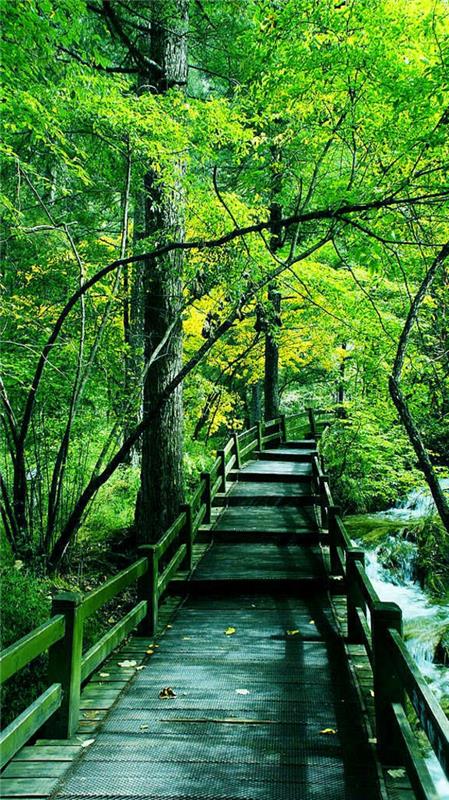 nature de pont de forêt de printemps typique