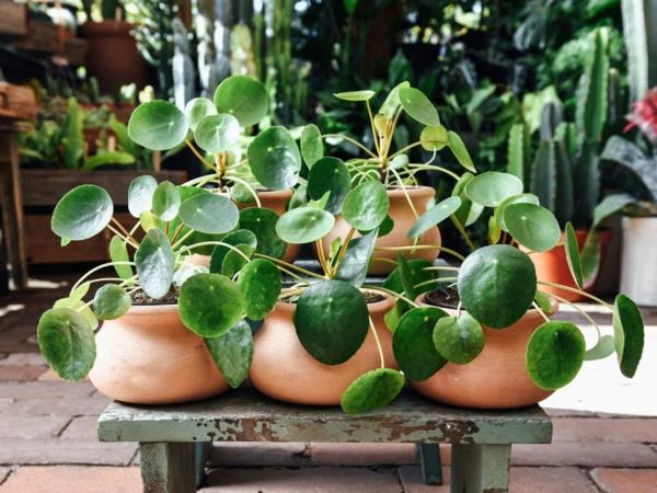 ufo plant doniczka pilea