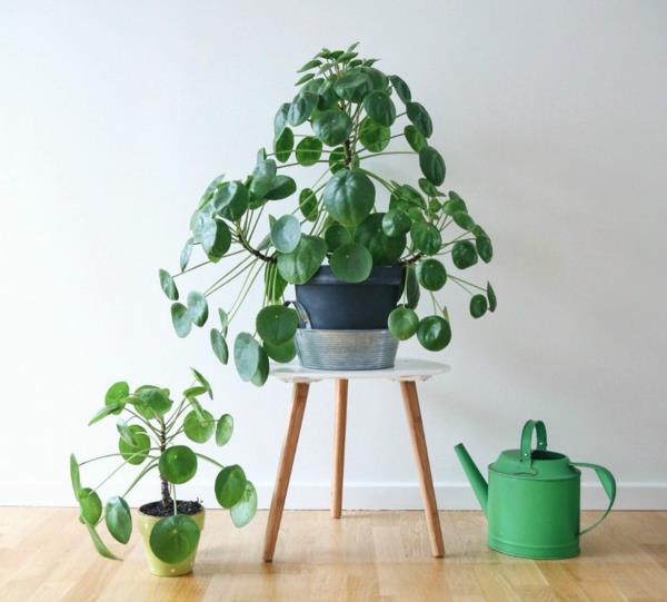 ufo plant pilea zdrowa roślina doniczkowa