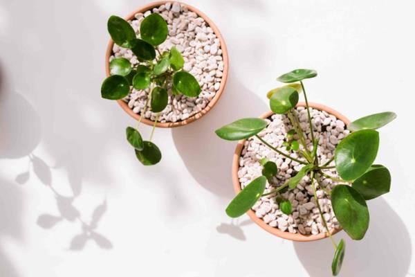 ufo plant pilea odpowiednio pielęgnuje roślinę doniczkową