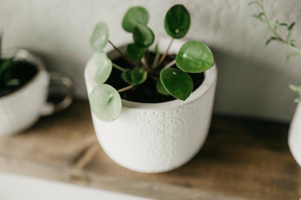 ufo plant pilea roślina doniczkowa efekt oczyszczania powietrza