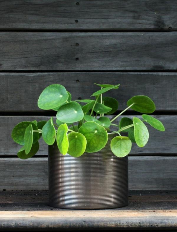 ufo plant pilea roślina doniczkowa roślina balkonowa