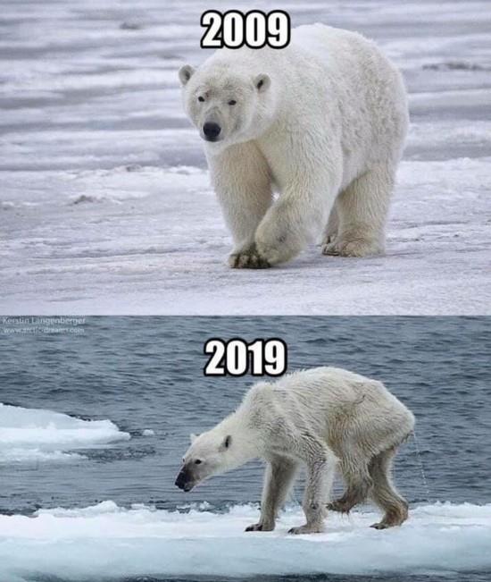 środowisko niedźwiedzi polarnych 10 wyzwanie badawcze