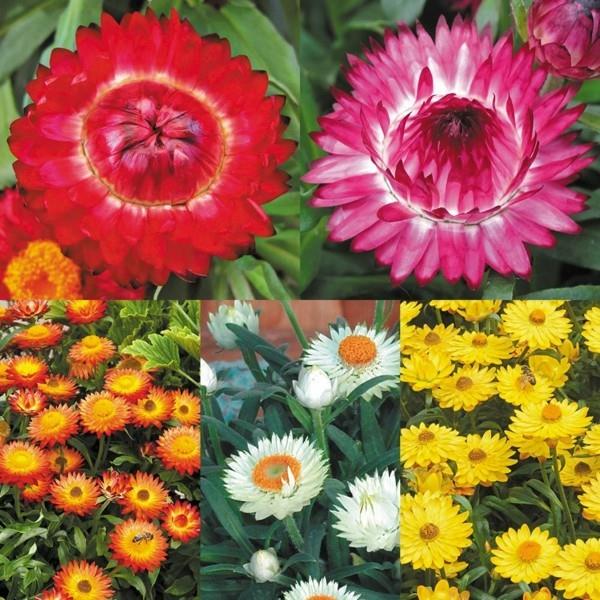 Différentes variétés de fleur de paille helichrysum