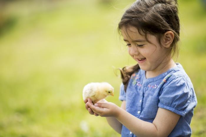 nourriture végétalienne poussin fille aime les animaux