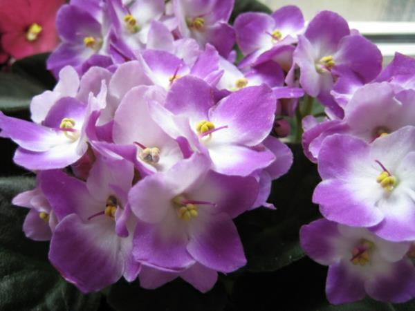 fiołki łatwe w pielęgnacji popularne fioletowe kwiaty zielone rośliny