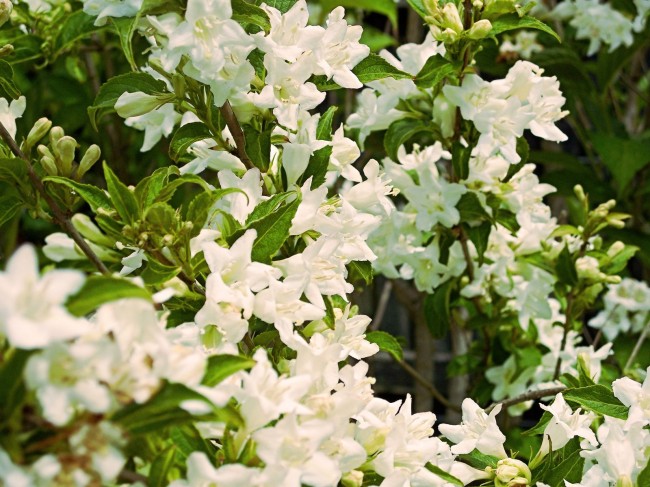 Weigela mit weißen Blüten