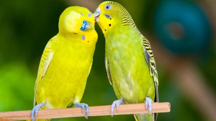 zakochane papużki faliste zwierzęta domowe opiekują się dzikimi papużkami falistymi