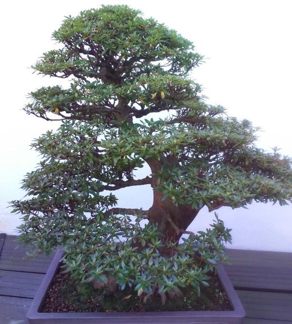 różne wielkie gałęzie drzewa bonsai