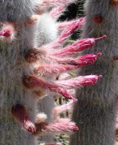 Strauss Cleistocactus