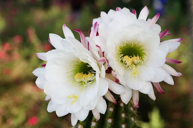 Trichocereus-Bleaching