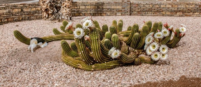 Trichocereus-Bleaching