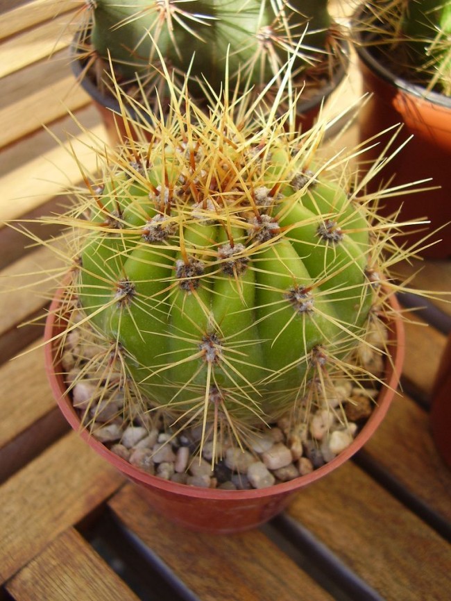 Trichocereus-Bleaching