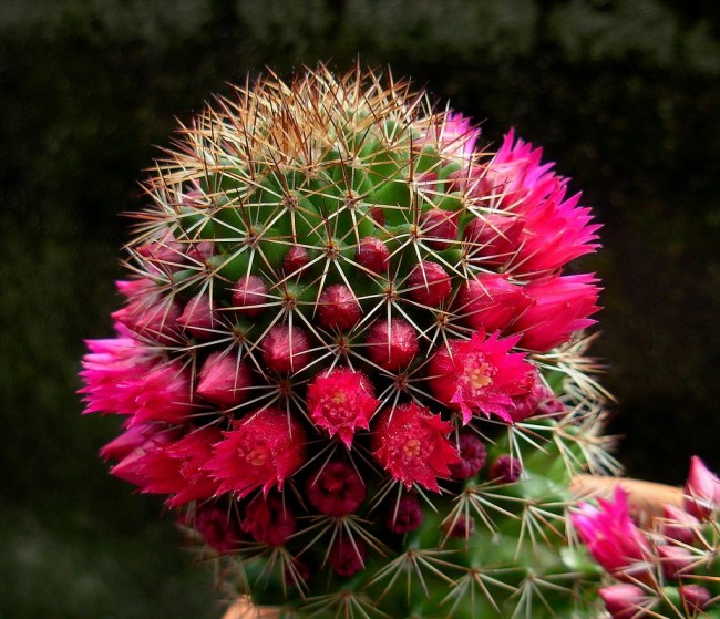 Mammillaria