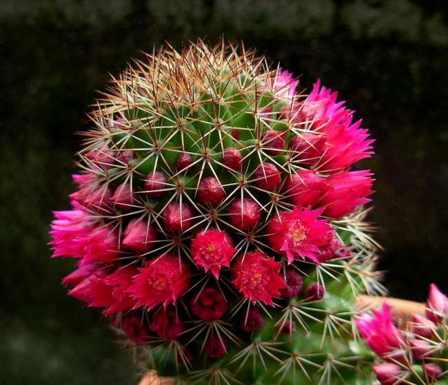 Mammillaria