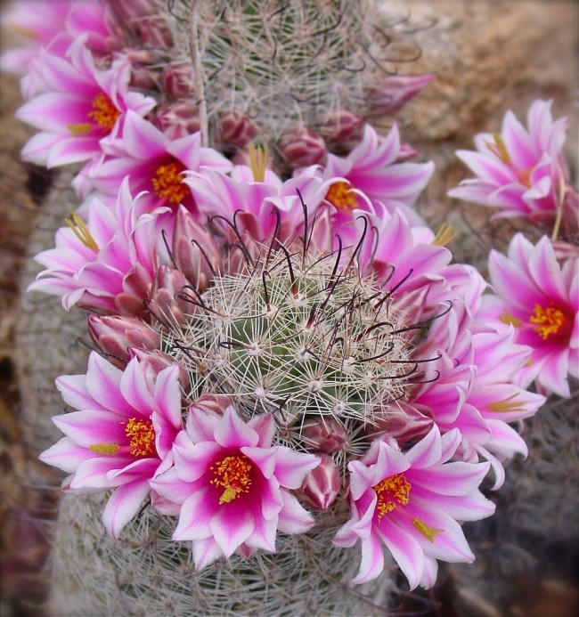 Mammillaria