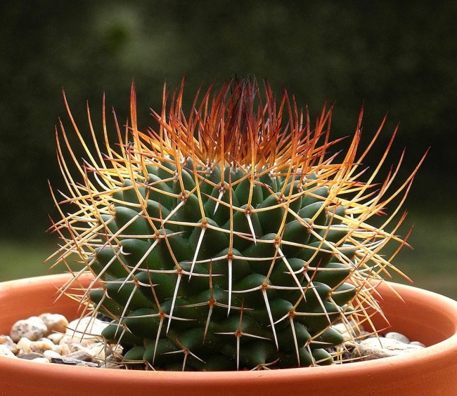 Mammillaria