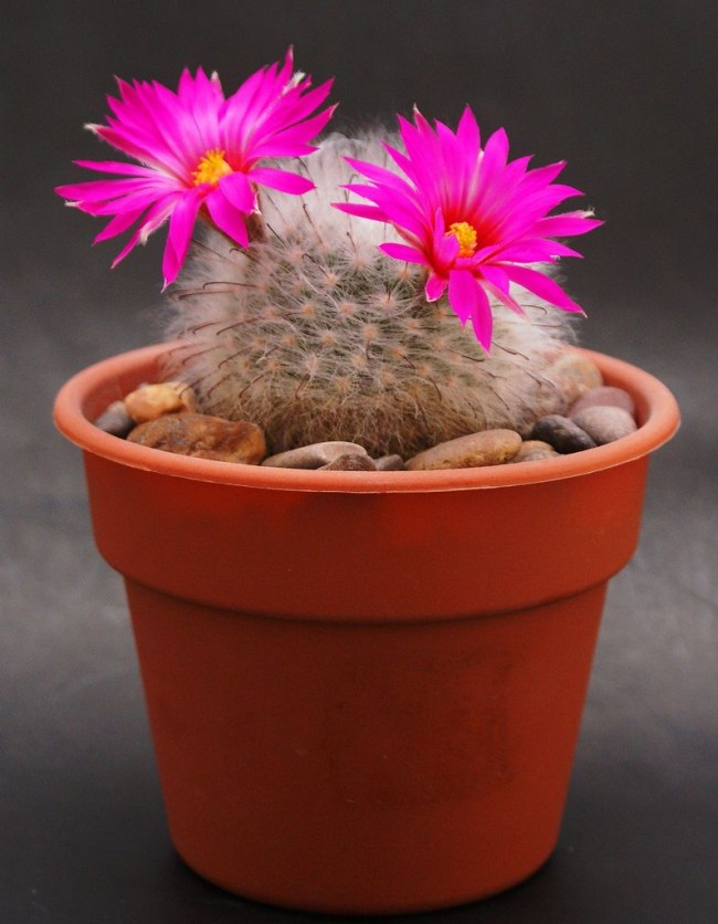 Mammillaria