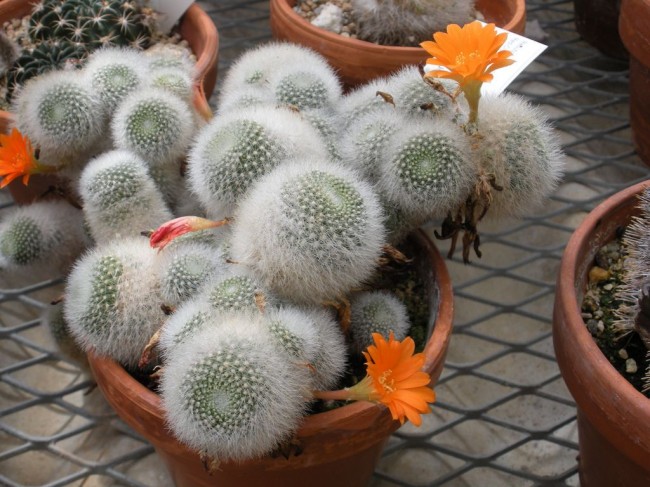 Rebutia ist winzig