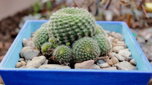 Rebutia ist winzig